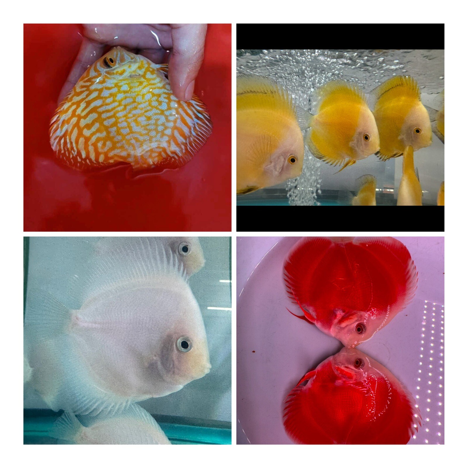 Pack of 4 Discus Fish 3.5”-3.75” - Live Fish Aquarium Overnight Shipping