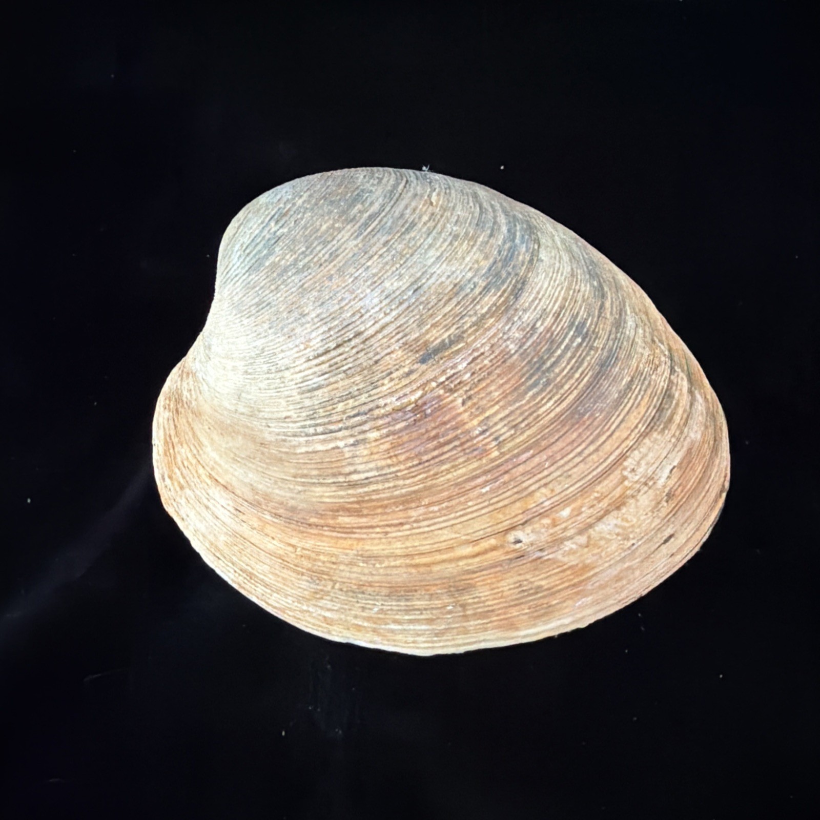 Giant Surf Clam Sea Shell 121.0mm X 127.4mm No Data (E874)