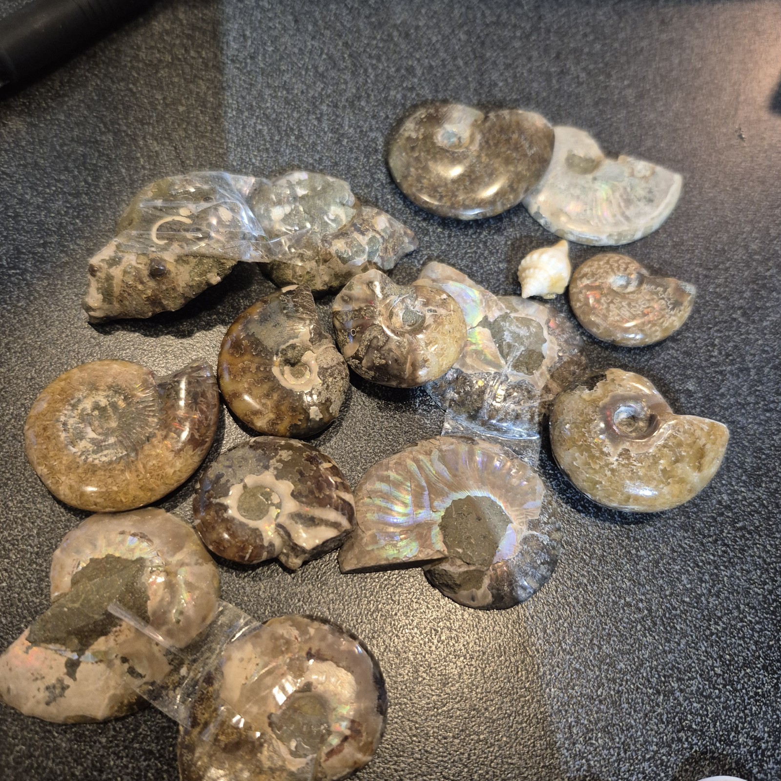 Ammonite Fossils, Crystals, Mineral Specimens, Shells, Cabochons Mixed Lot