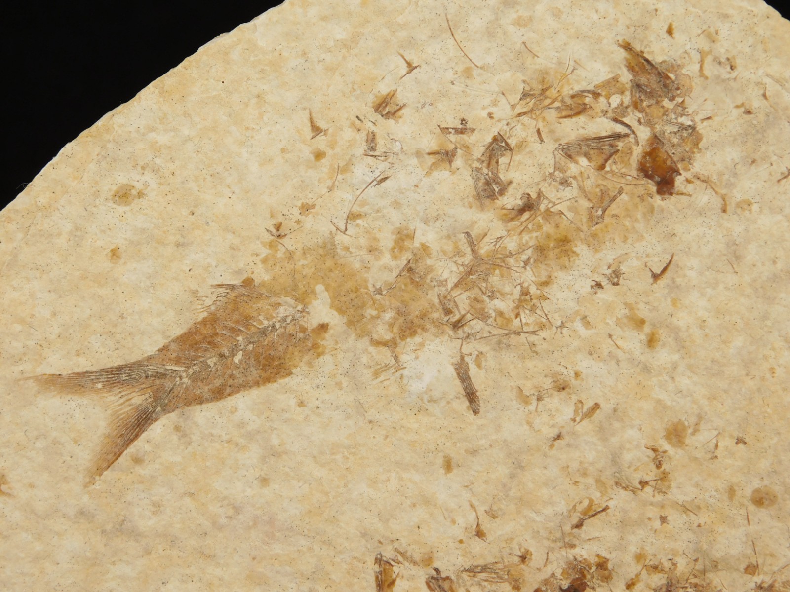 TWO! 50 Million Year Old EXPLODED Knightia Fry FISH Fossils From Wyoming 66.4gr