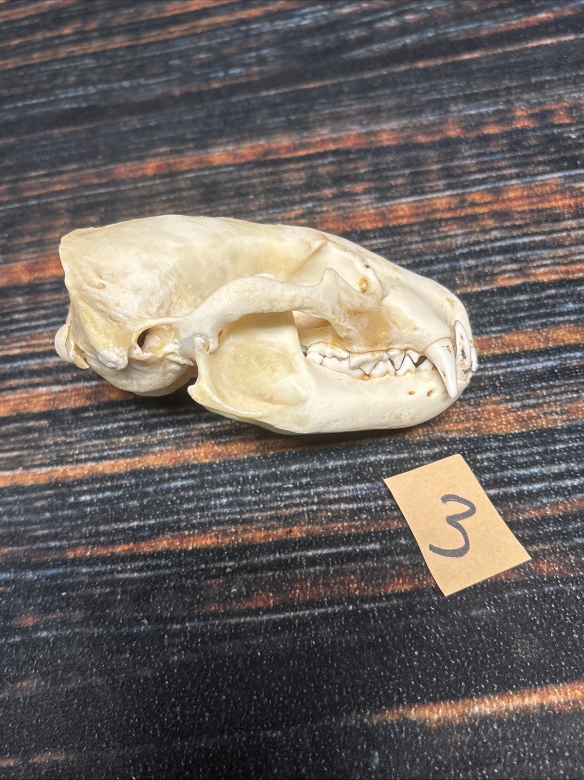 Real XL Badger Skull Unique Gift Halloween Craft Animal Mount Art Model Head Odd