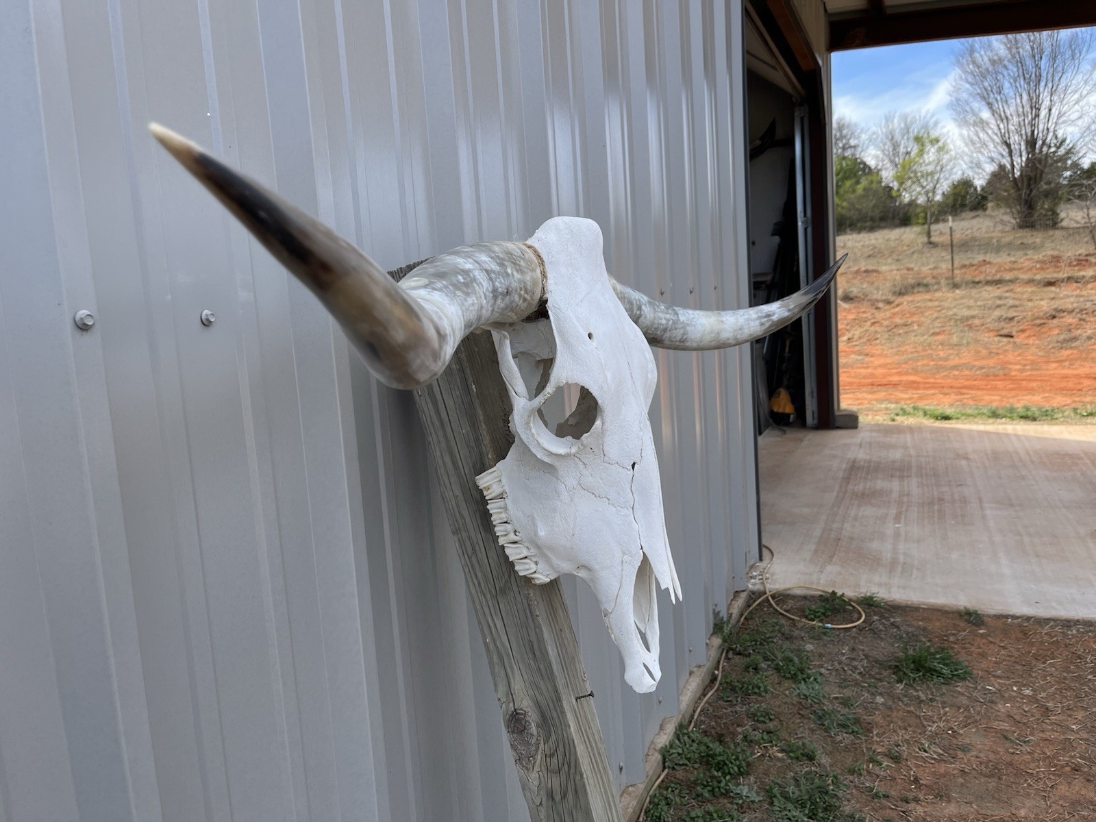 Longhorn STEER SKULL 4 Feet 6 1/2 Inches WIDE Horns BULL HORN MOUNTED COW HEAD