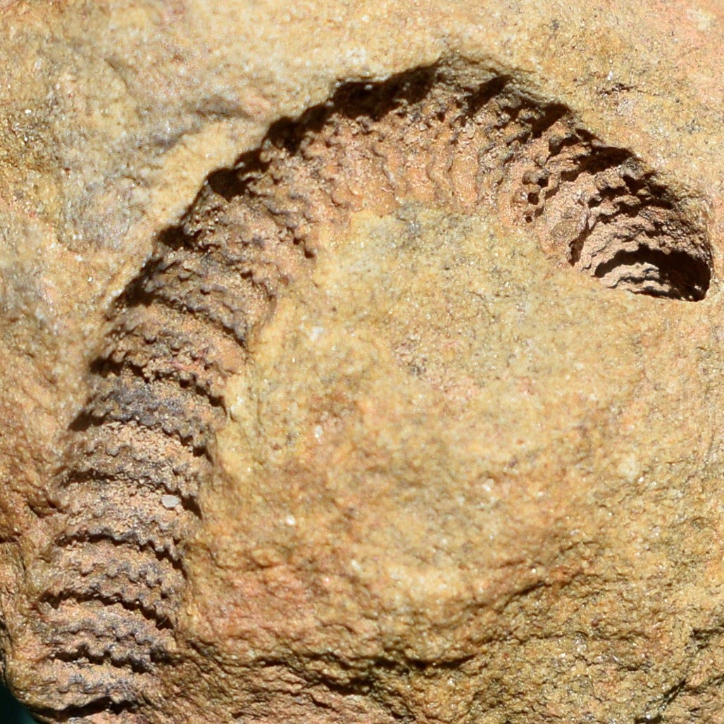 Crinoid, Myelodactylus sp.: Bolivia devonian crinoid fossil