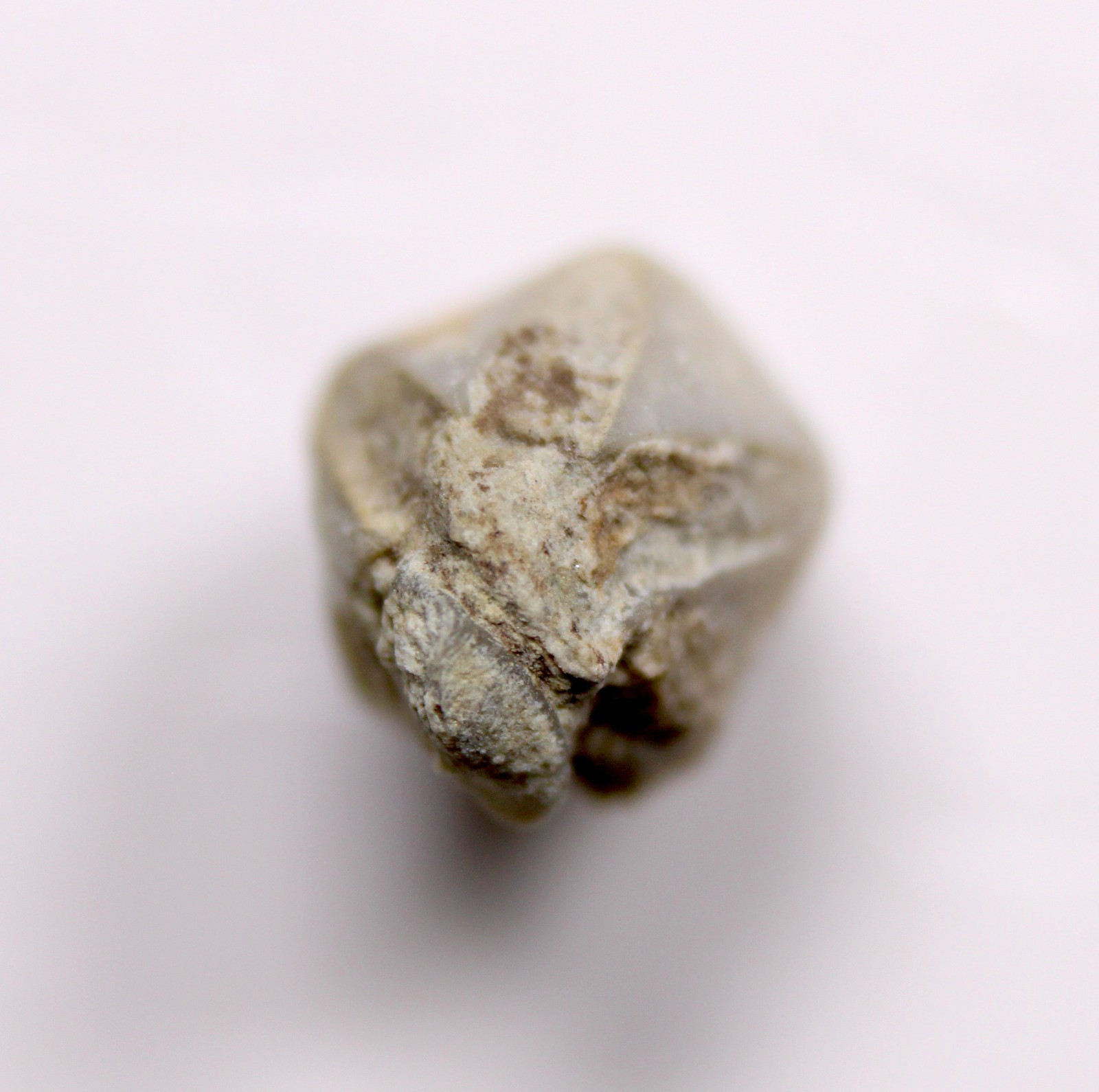 Troosticrinus reinwardti Blastoid Fossil Silurian Tennessee Brownsport Formation