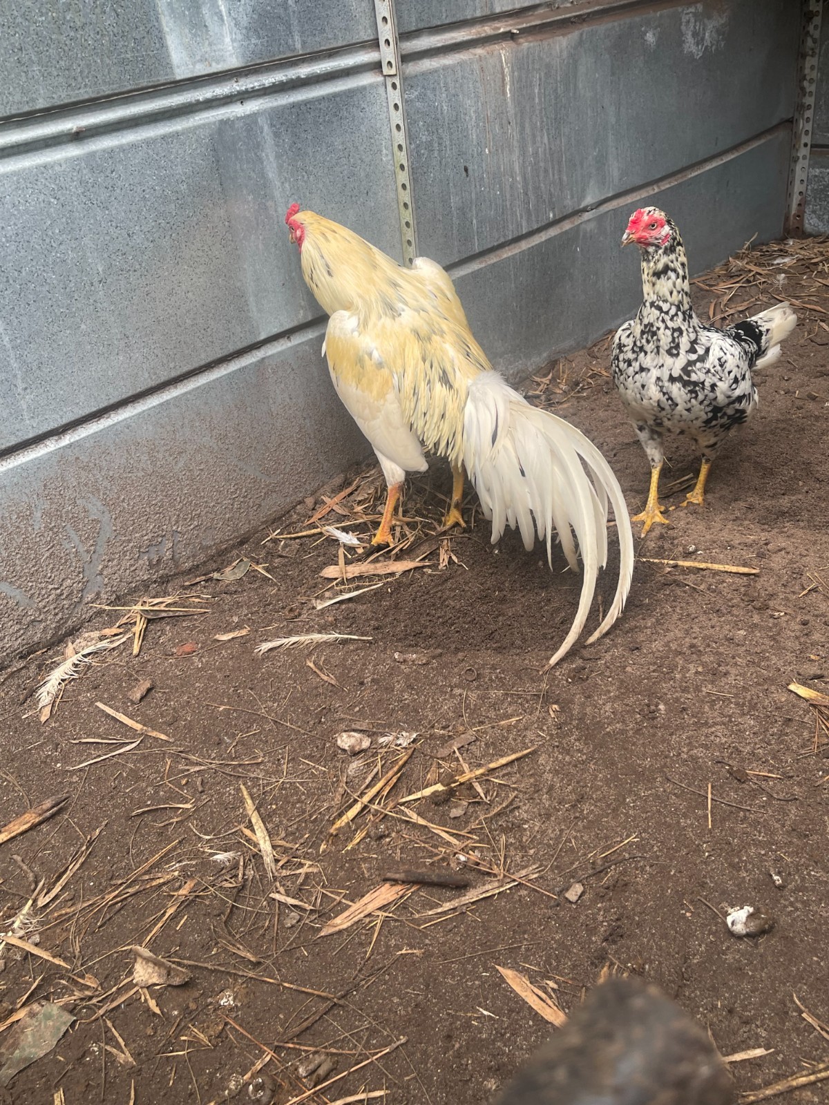 12 ASSORTED WAHL ASIL EGGS