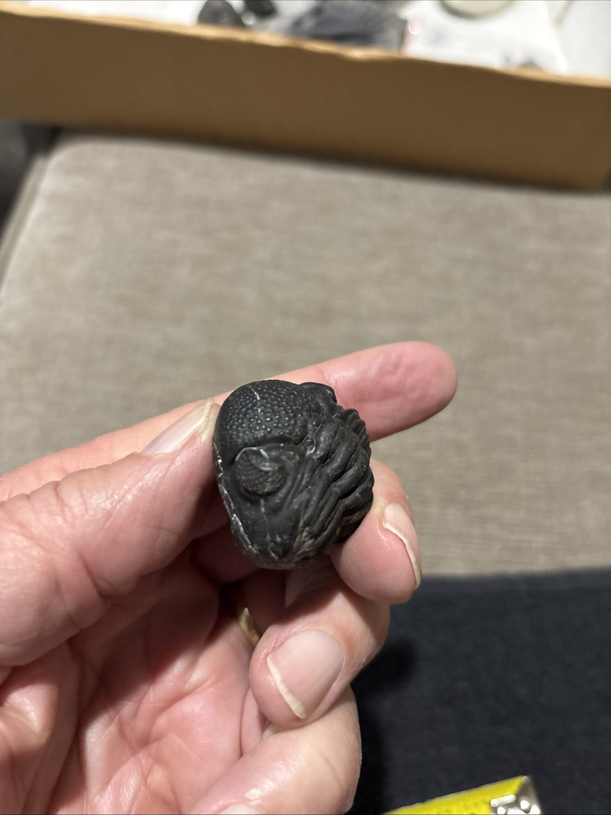 Rolled Pedinopariops 1 3/4 Inches Diameter Pretty Nice Not Perfect