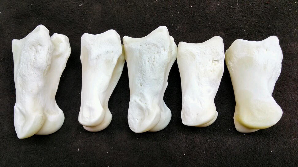 5 Buffalo Bison First Phalanges Foot Knuckle Bones