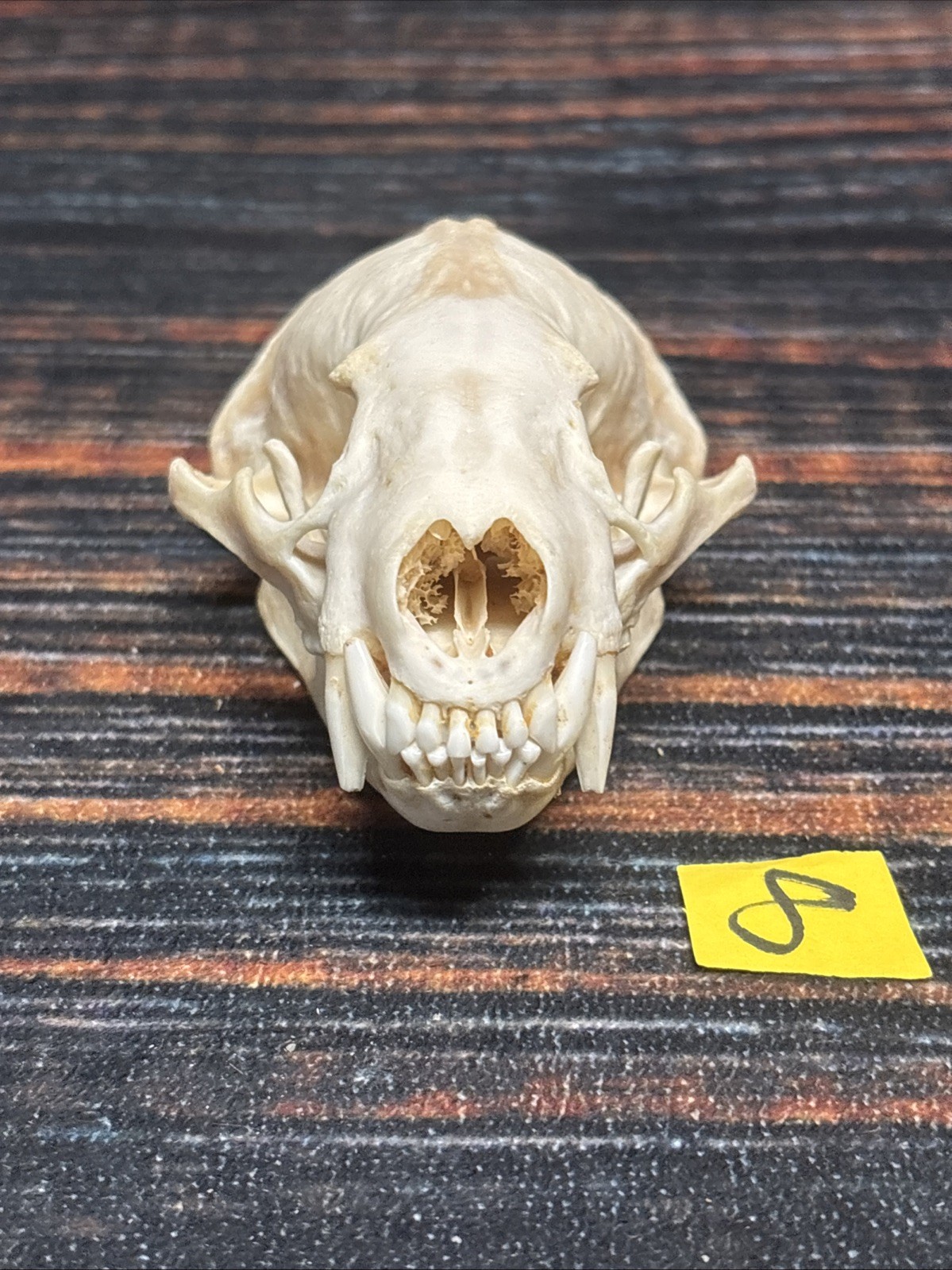 Real XL Badger Skull Unique Gift Halloween Craft Animal Mount Art Model Head Odd