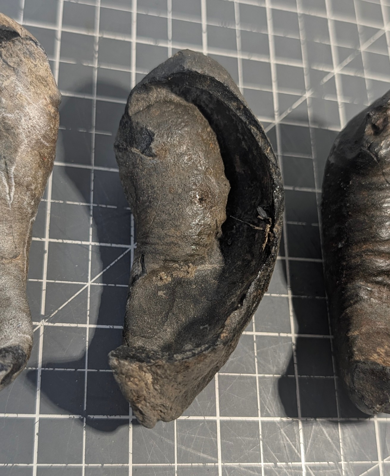 ** (RARE) (4) Fossilized Whale Ear Bones (~860g) AQ-08