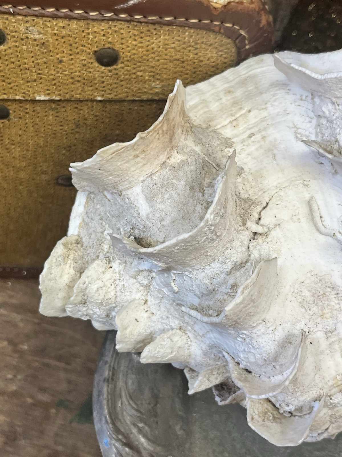 NATURAL REAL GIANT 10” CLAM SHELL SEA SHELL OCEAN SEA Tridacna Gigas