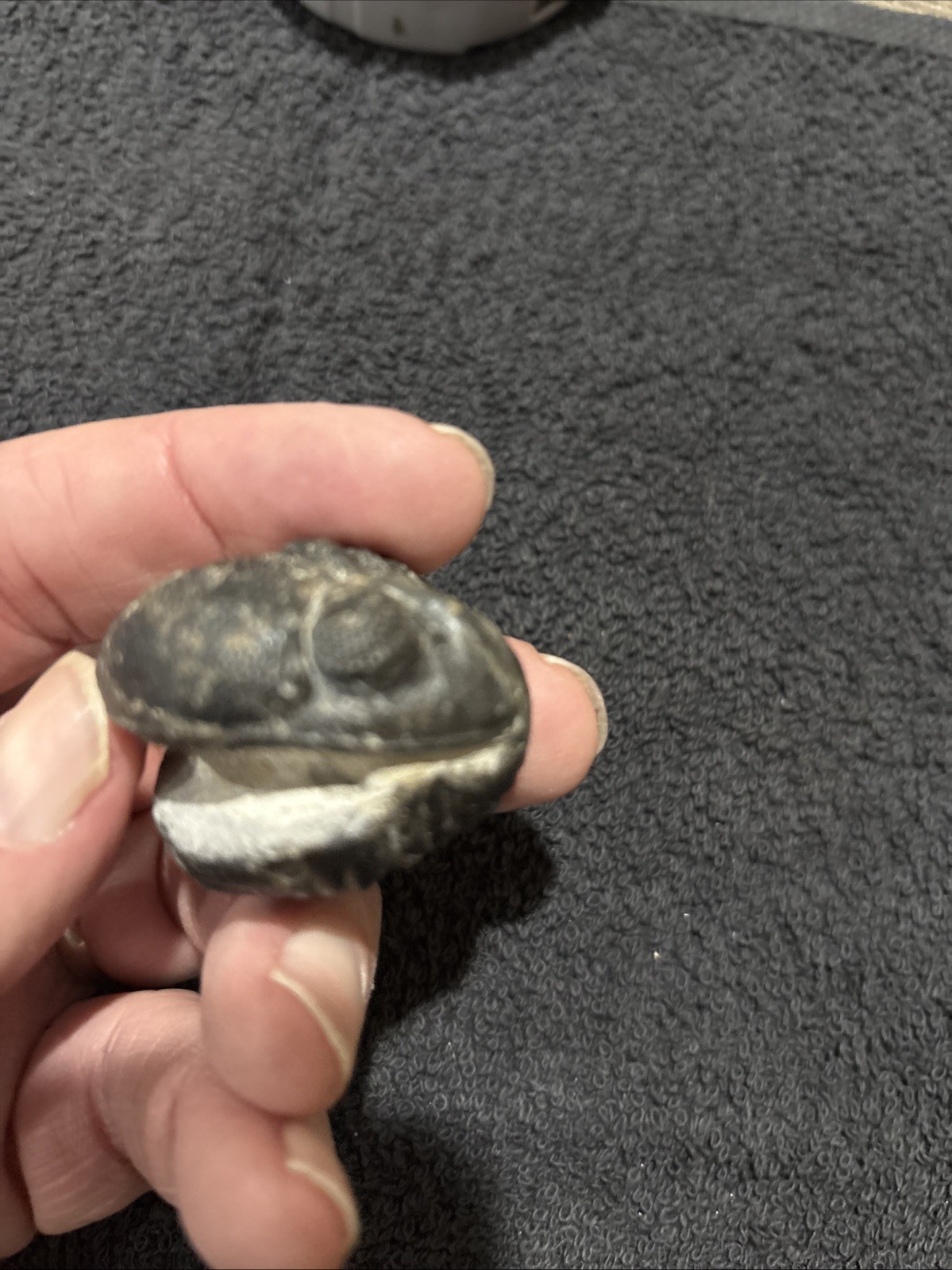 Rolled Pedinopariops Devonian. A Bit Rough, But Still Pretty Good. Good Size