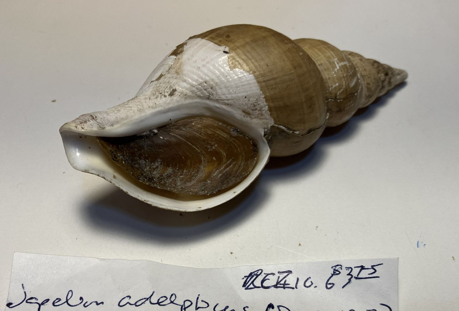 Japelion adelphicus (Dall, 1907). Great Shape. Taiwan, east china sea. 100 mm