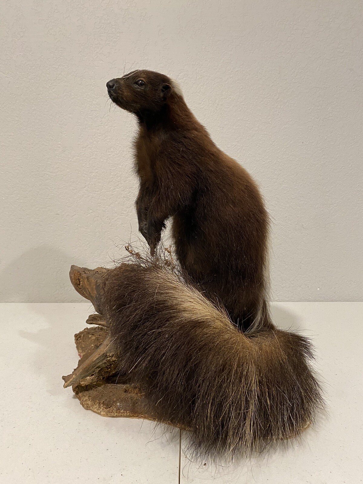 Rare Adult Brown Striped Skunk Taxidermy Mounted 16” Tall Vintage Oddity NICE