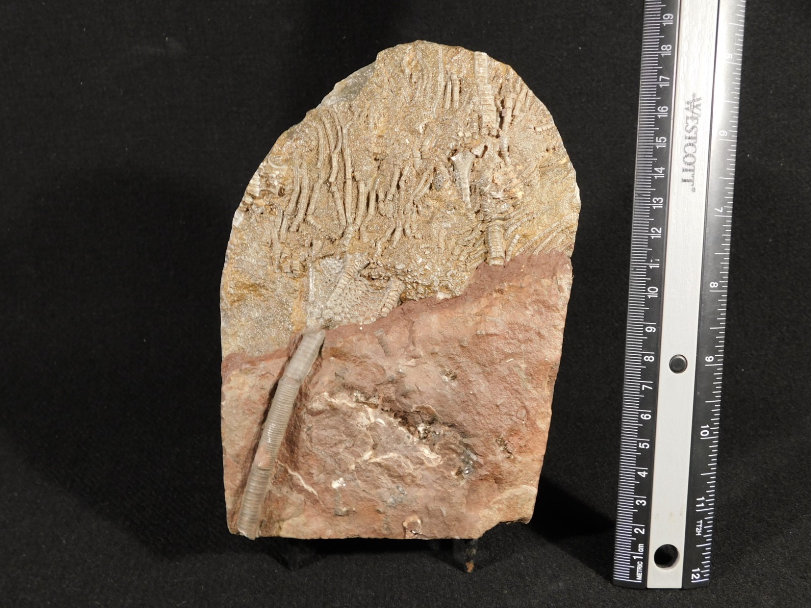 Larger! 430 Million Year Old! CRINOID Fossil or Sea LILY Fossil Morocco 601gr