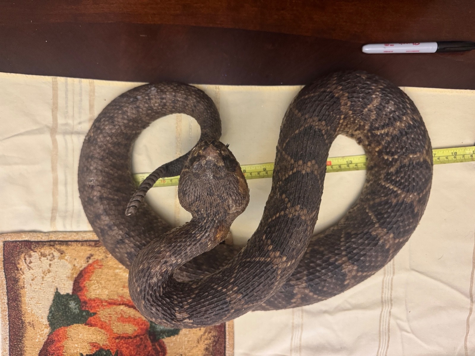 Vintage 53” eastern diamondback rattlesnake taxidermy mount Crotalus adamanteus