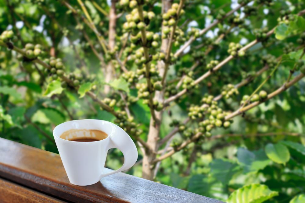 8oz/5lb - Bali Blue Moon – Indonesia – Premium Fresh Roasted To Order Coffee