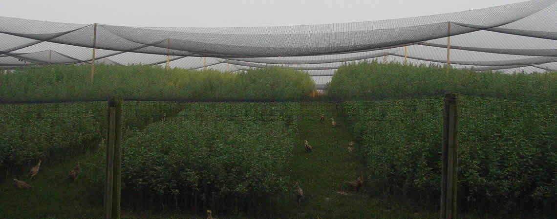Netting Light Knitted Nets - Poultry Anti Bird Garden - 8 to 10 Year Lifespan!