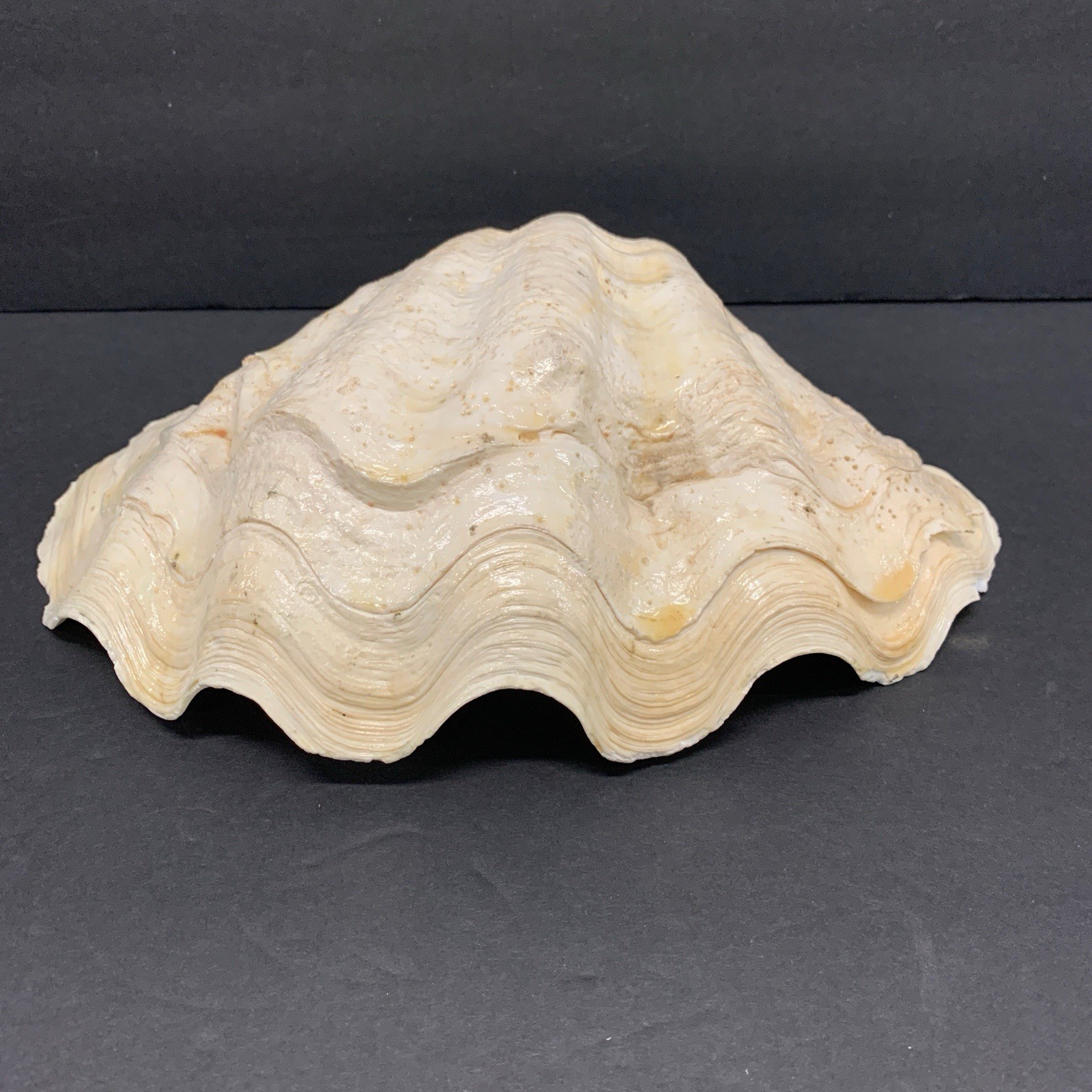 Tridacna Gigas Giant Natural Clam Shell - 11"x 7.5"  3.5lbs *Chipped*  Vintage