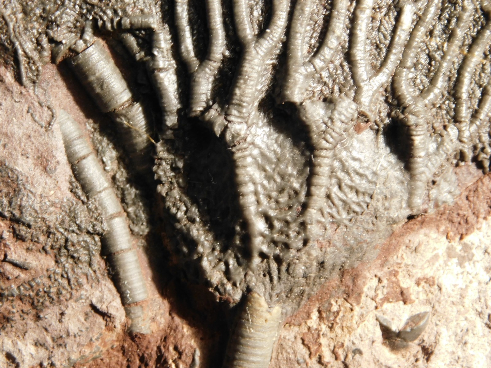 Larger! 430 Million Year Old! CRINOID Fossil or Sea LILY Fossil Morocco 629gr