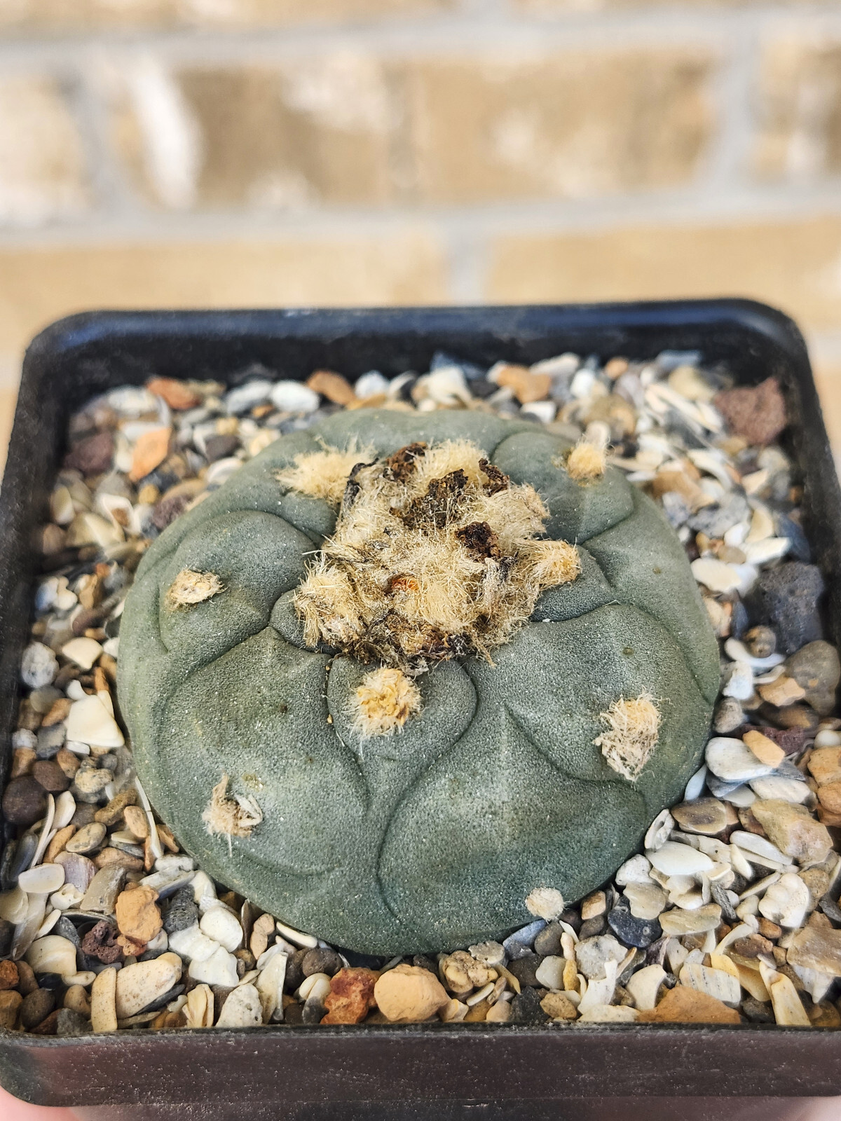 ONE(1) RARE Cactus sp koehresii, seed grown in 2.60" pot, large root