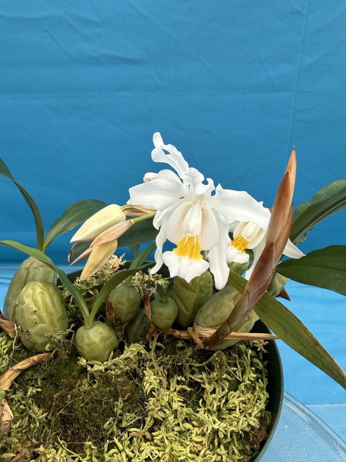 Coelogyne cristata ‘The Queen’ AM/AOS BS White Yellow Orchid Species 6” Pot