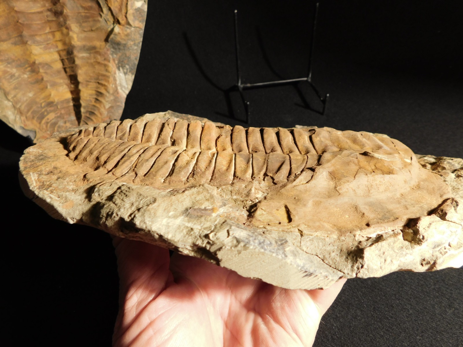 HUGE! 530 Million Year OLD! Andalusiana Trilobite Fossil Anif Morocco 3242gr