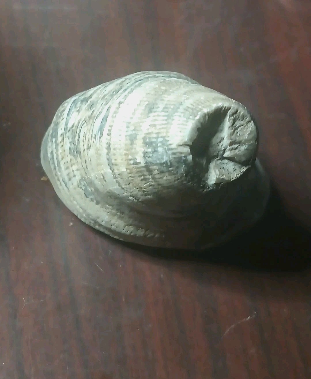 Fossil Horned Coral Michigan Nice Specimen