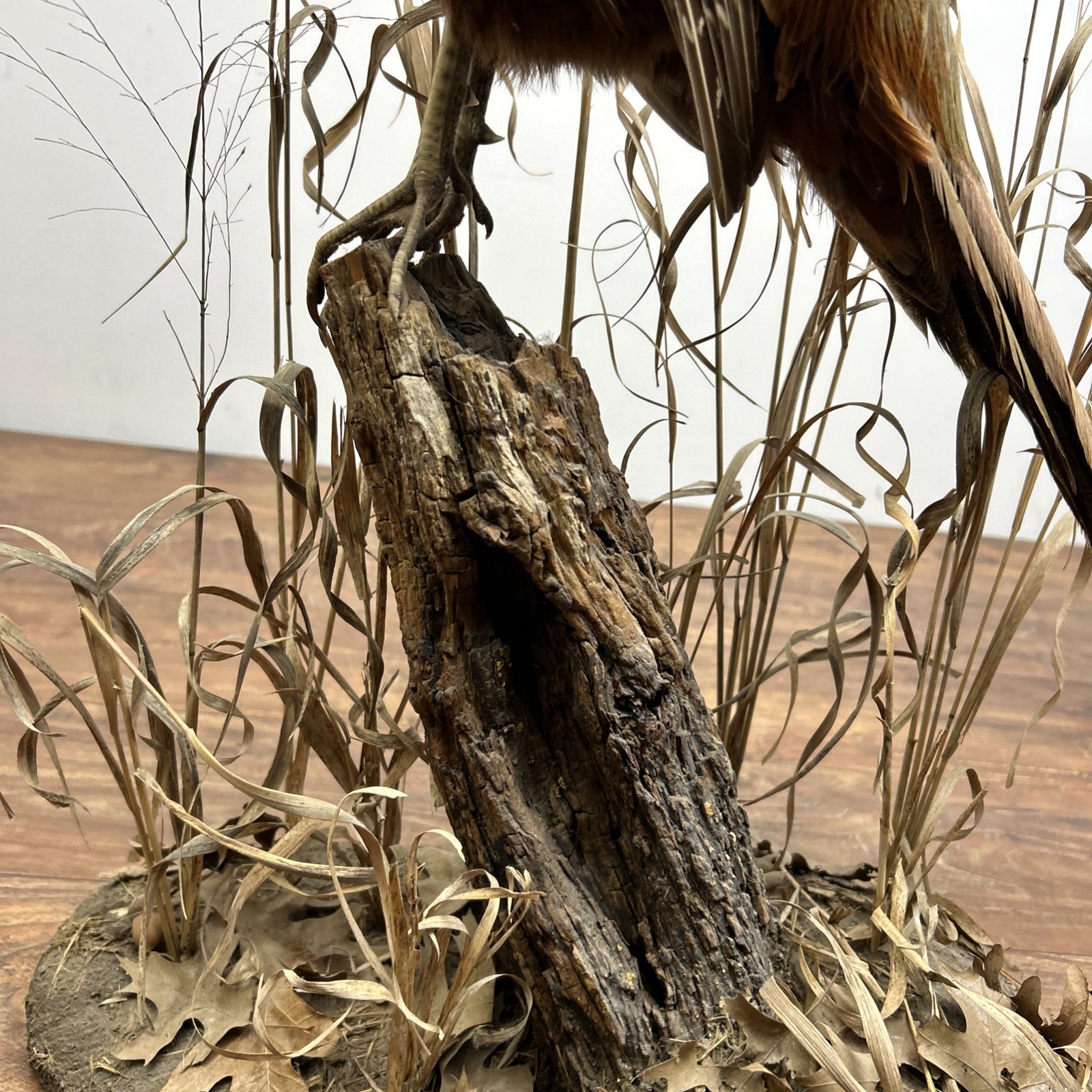 Ringneck Rooster Pheasant Taxidermy Standing Mount Habitat Base Foliage Wood