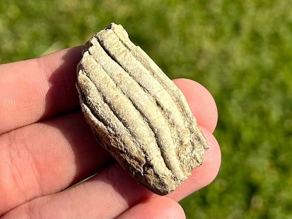 Alabama Fossil Crinoid Phanocrinus Mississippian Age Bangor Limestone Formation