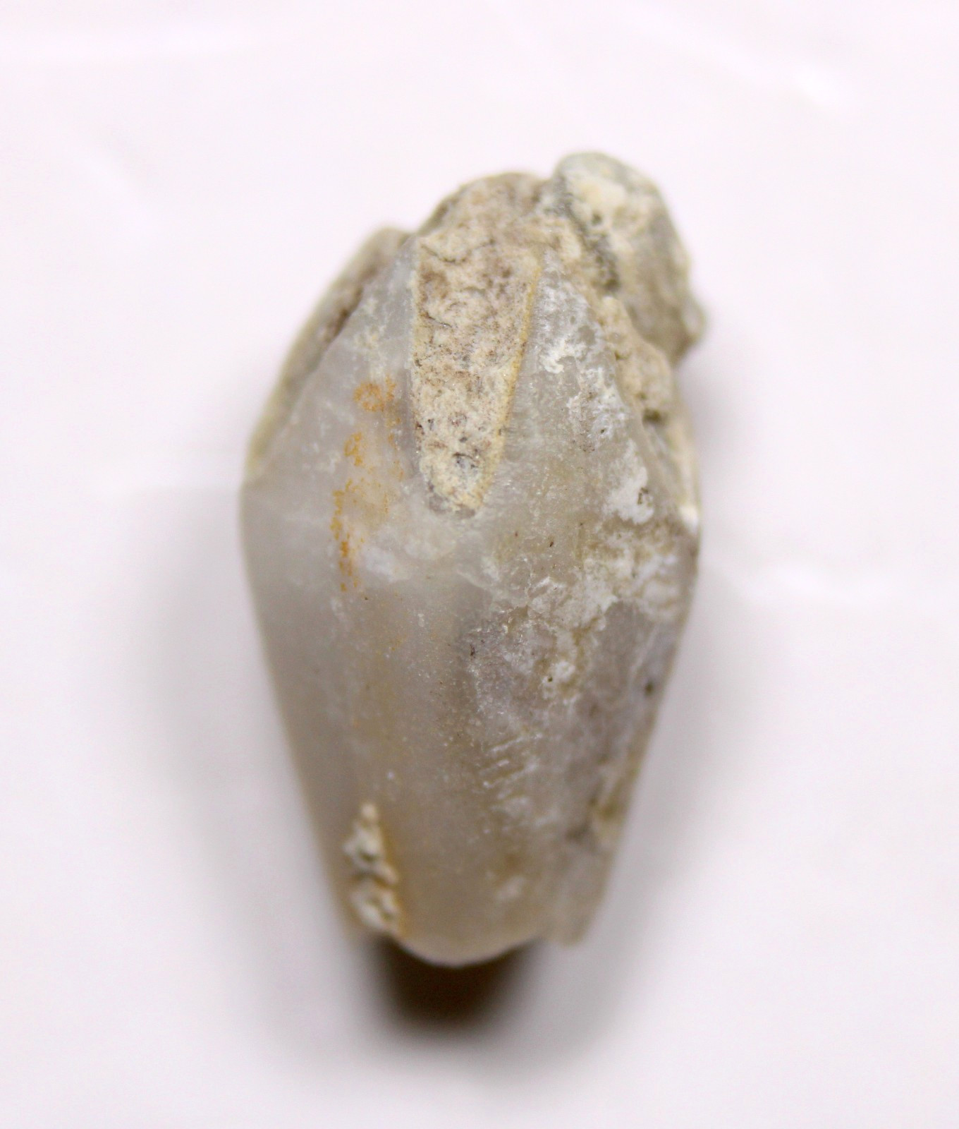 Troosticrinus reinwardti Blastoid Fossil Silurian Tennessee Brownsport Formation