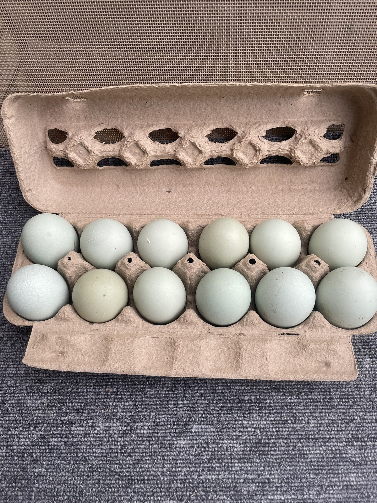 12+ Ermine Ameraucana Hatching Eggs - Pure