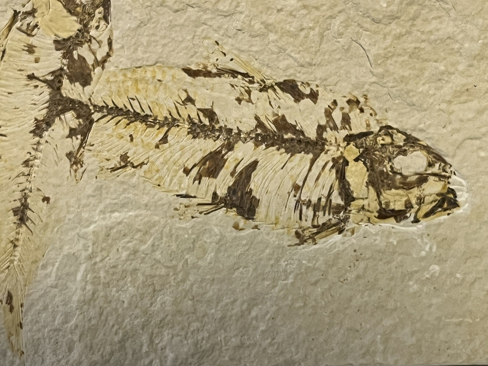 Fossil Fish Eocene Period - Green River Formation Kemmerer Wyoming Double Fossil