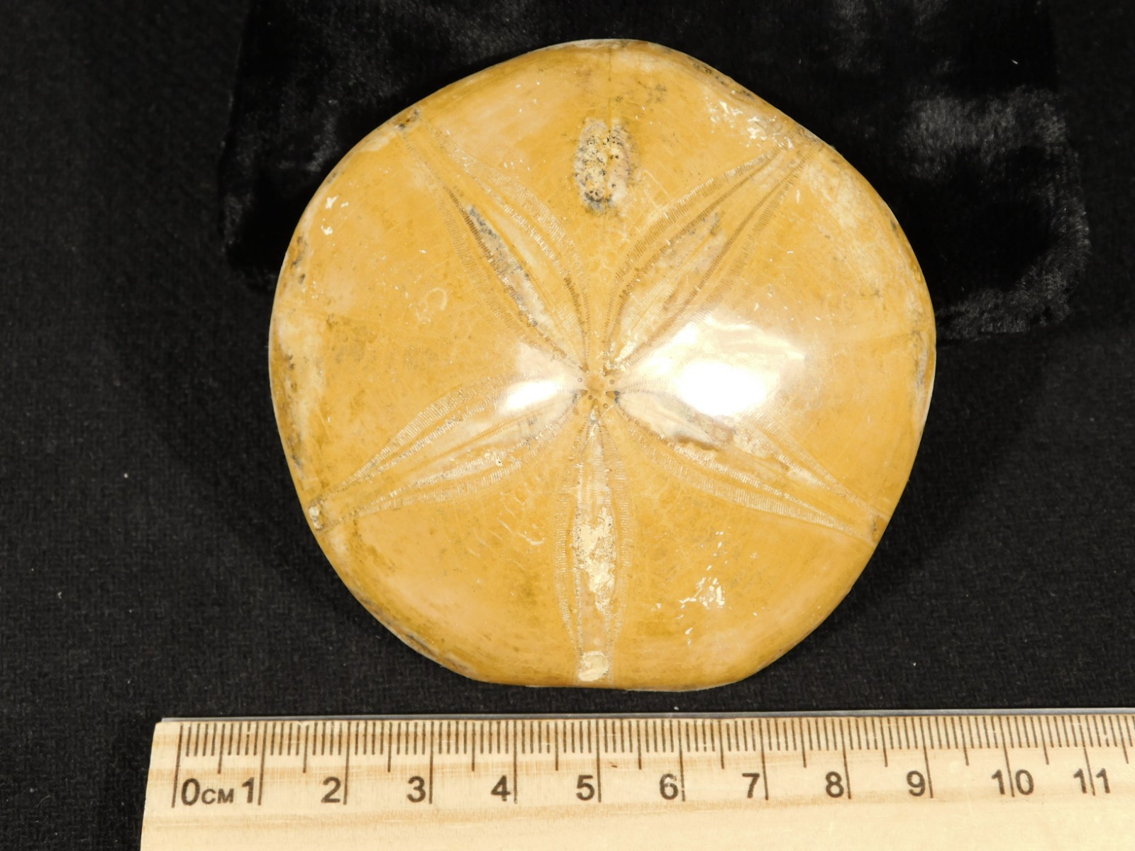Big! Polished 150 Million Year Old! SAND DOLLAR Fossil Madagascar 205gr