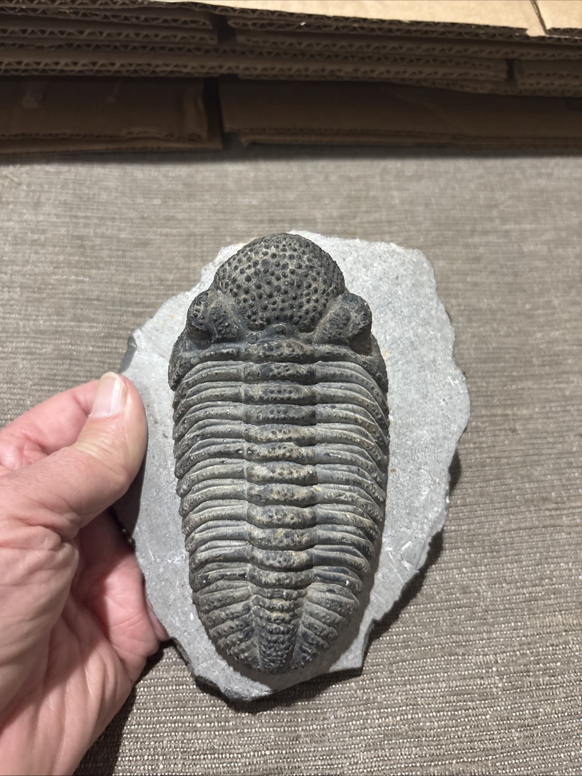 Very Nice 5 1/4 Inches Drotops Laid Out Nice   Pretty Piece Devonian