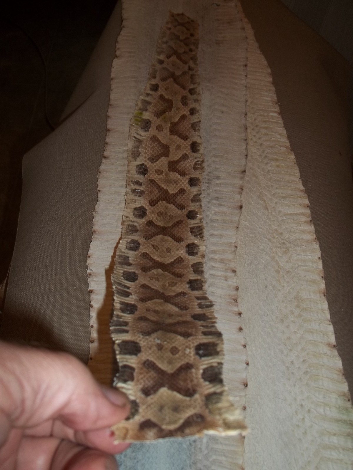 Tanned Copperhead skin 3" X 26" "Agkistrodon contortrix"