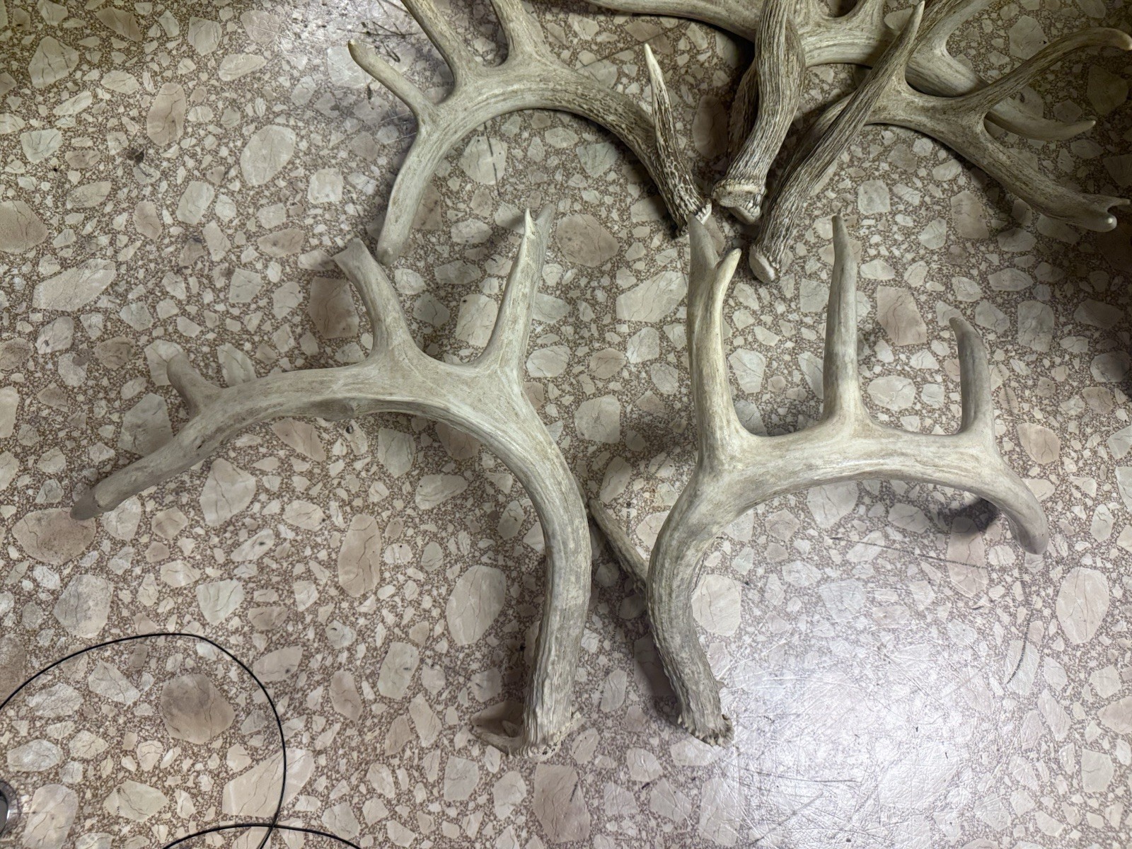 3 Whitetail Antler Shed Sets