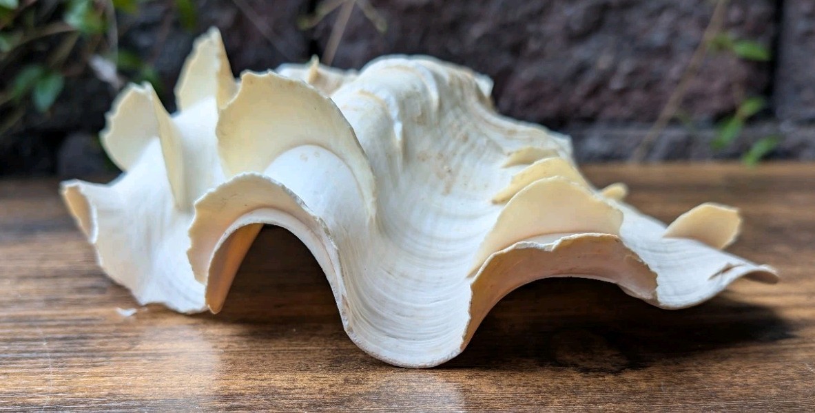 Large Vintage TRIDACNA SQUAMOSA Fluted Giant Clam Shell HALF 9 x 5 1/2"