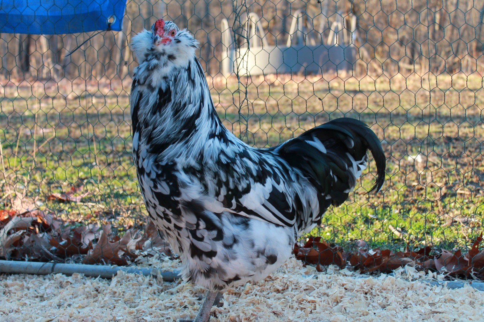 12+ Ermine Ameraucana Hatching Eggs - Pure