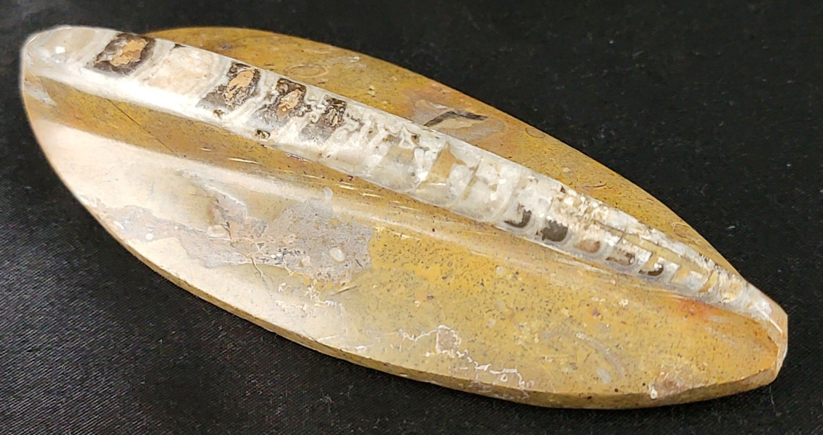 Vintage Ancient Orthoceras Squid Shell Fossil Morocco Approx 3.5" & 4.5" Lot of