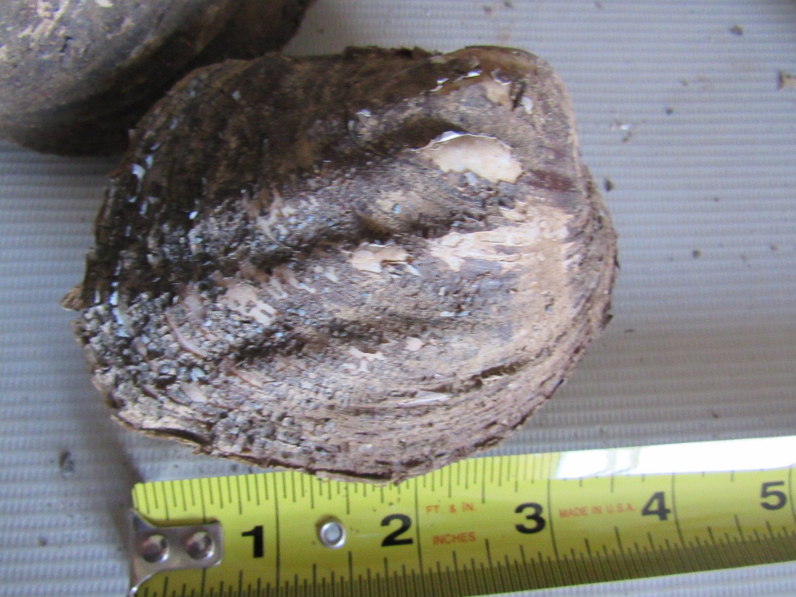 Set of 6 50 Year Old Stock Matched Whole Mother of Pearl Freshwater Mussel Shell