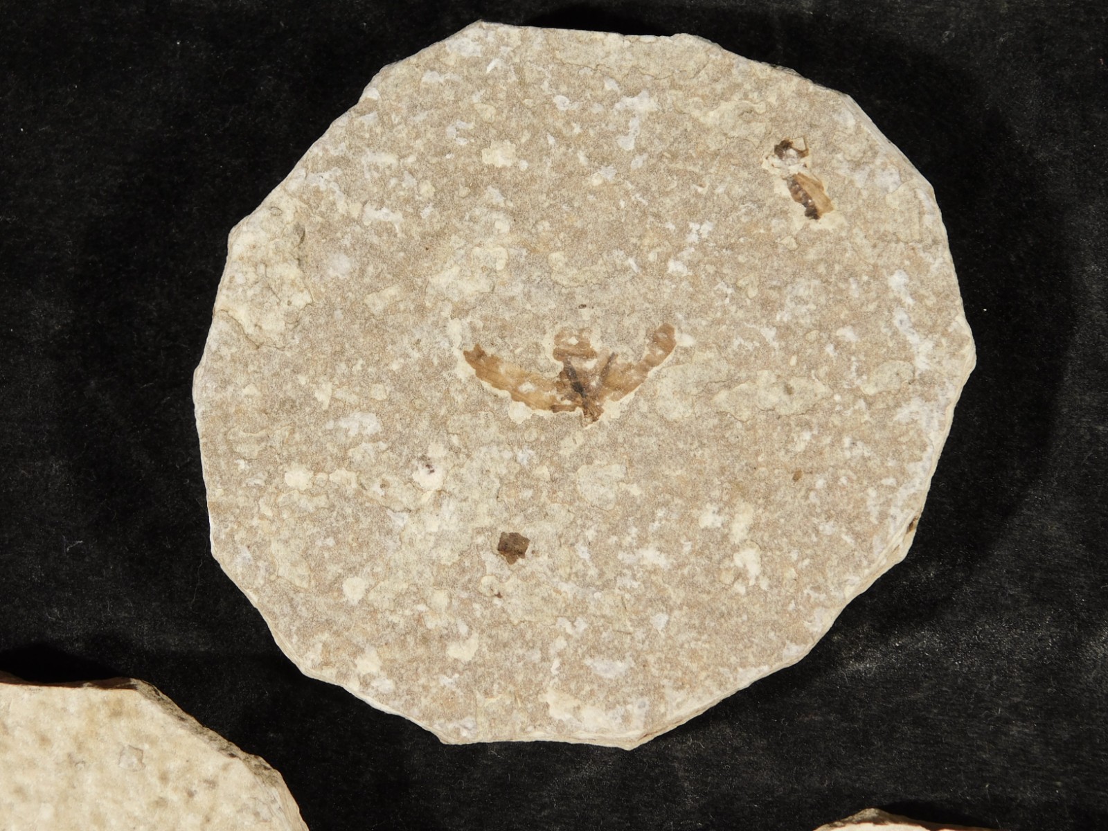 Lot of THREE! Fifty Million Year Old! WINGED INSECT Fossils From Wyoming 97.6gr