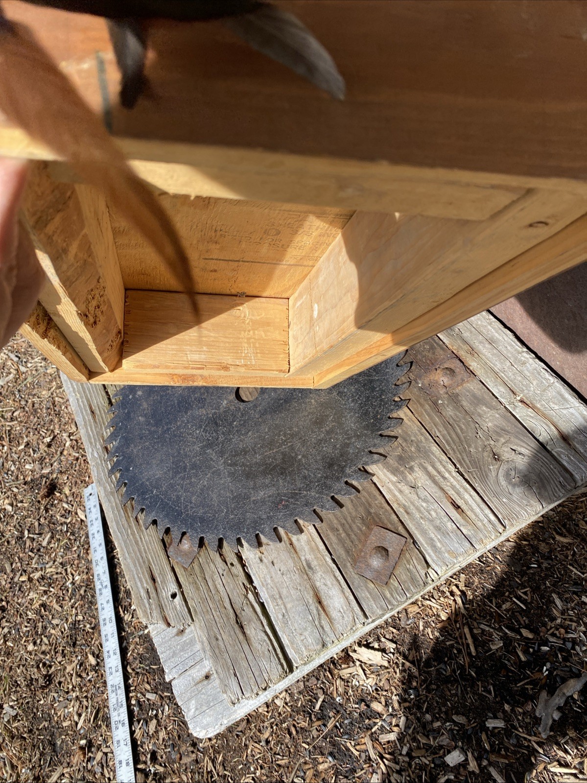 Super Cool African Genet Cat Standing Mount Taxidermy Exotic Decor