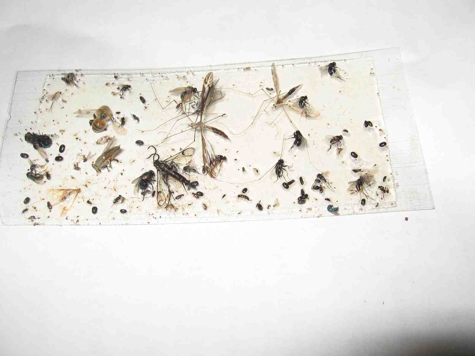 10 pk Stink Bug Trap / Strip, Asian Beetle, Lady Bug, Spider / Cricket, USA