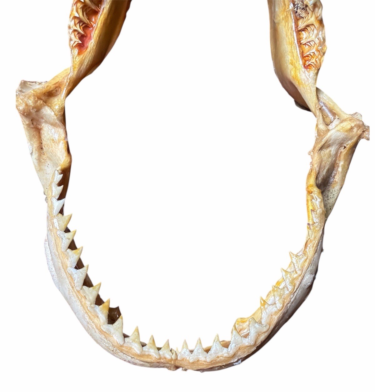 Vintage Large Bull Shark Jaws & Teeth 8” x 7” Jaw Nautical Fishing Decor