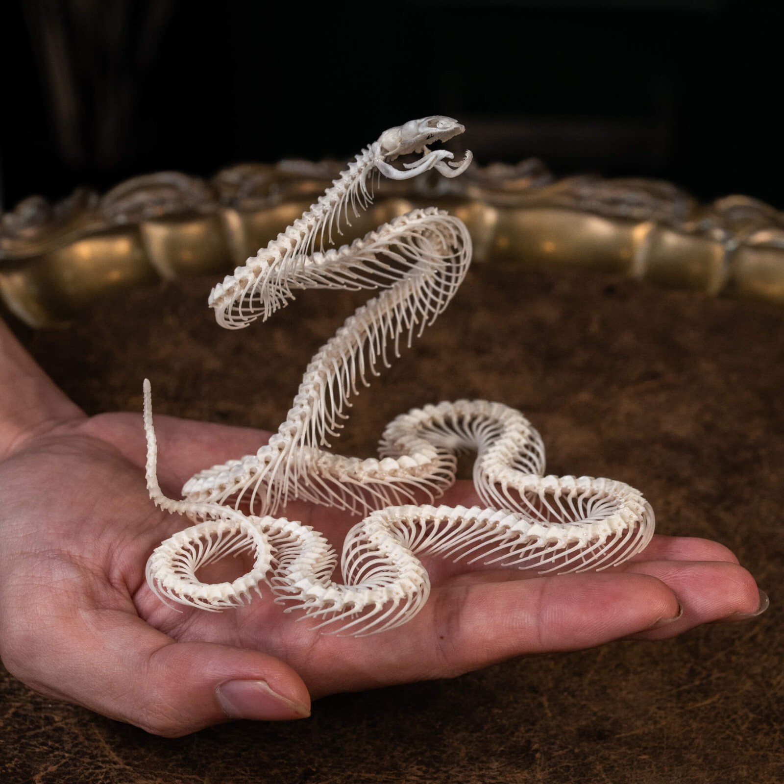 Real Snake skeleton taxidermy in attack pose, snake bone collectibles