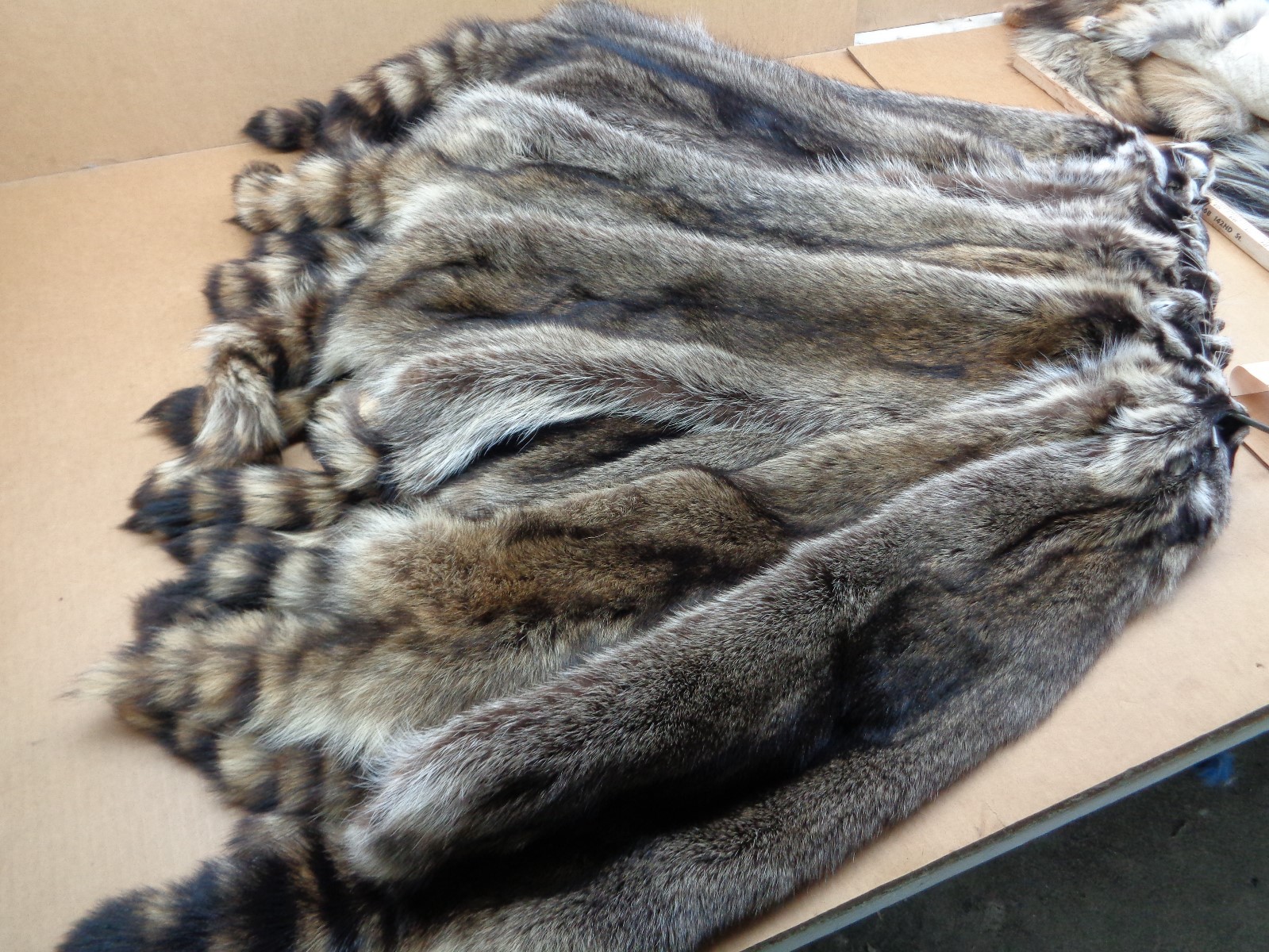 Professionally Tanned #1 XXXL Raccoon/Coon Hide/Furs/Pelts/Taxidermy/Crafts