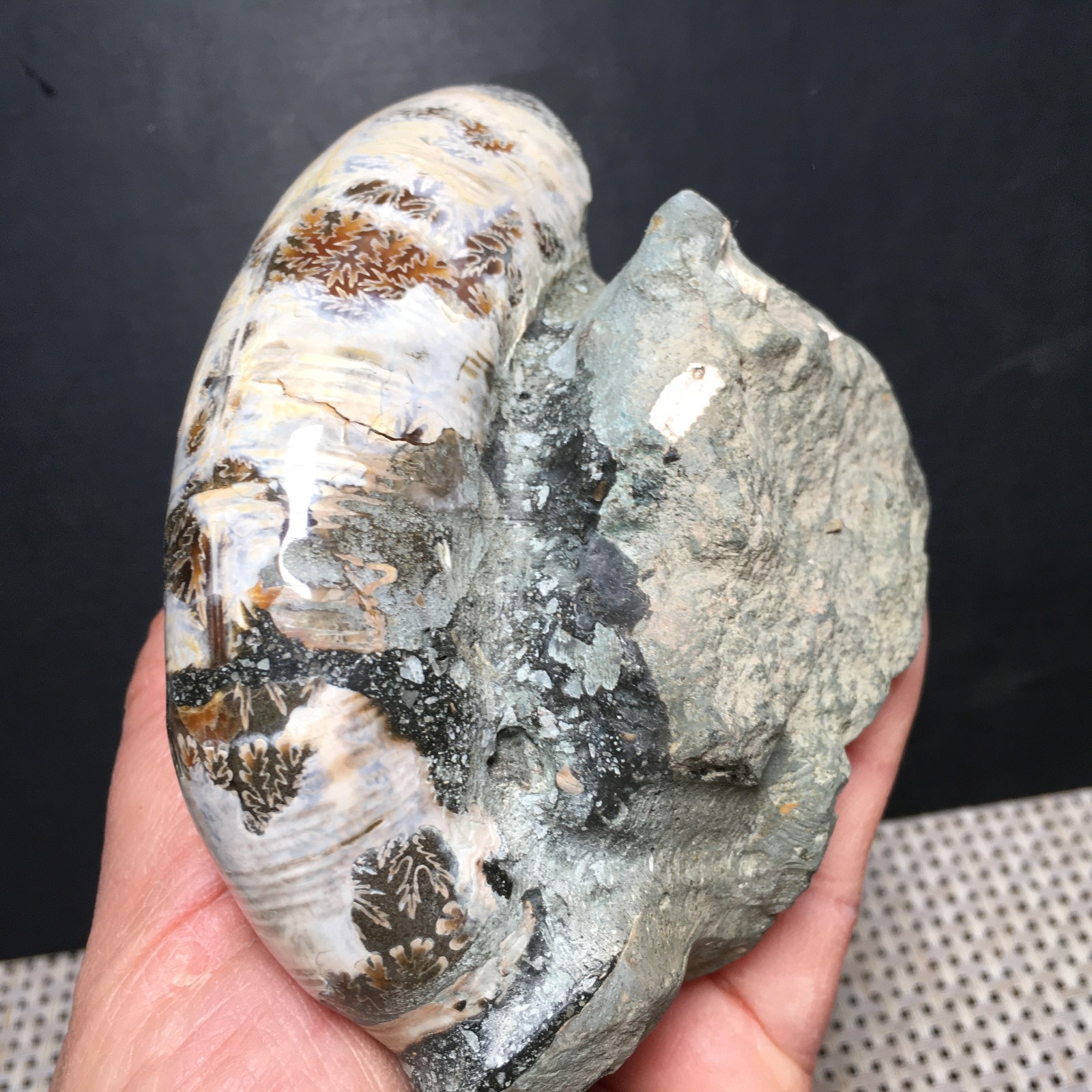 428g natural Carving Home Decoration Specimen Shell Healing md3751