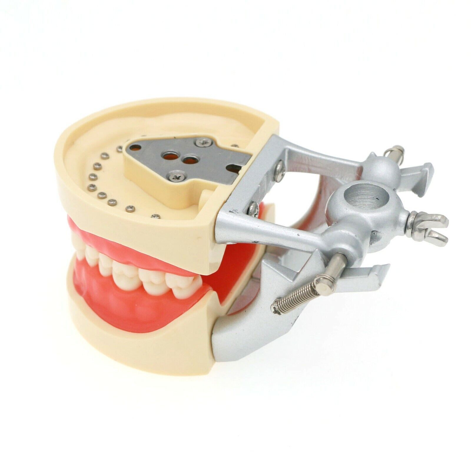 Dental 200 Type Typodont Model With Removable Teeth fit Kilgore NISSIN M8012