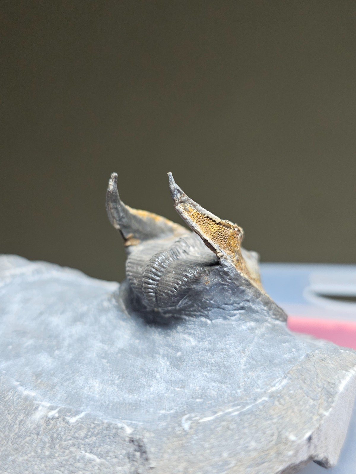 FOSSIL TRILOBITE Harpes (Scotoharpes) FROM DEVONIAN MOROCCO