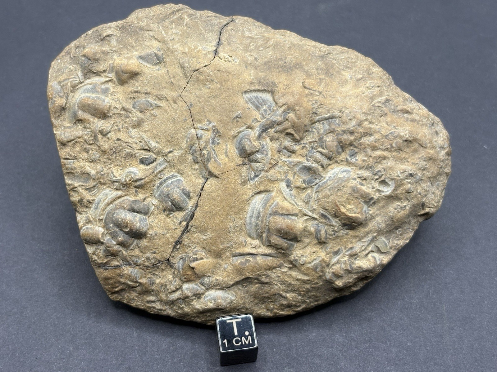 Trilobite Fossil Lot on Matrix-Conasauga Formation, Floyd county, Georgia.